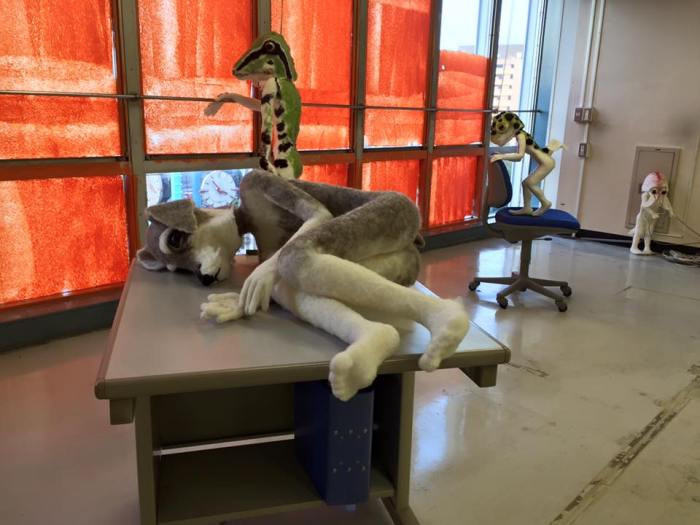 En esta vida de perro de funcionario publico no queda más que acostarse y lamentarse