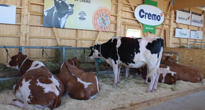 Algunas de las guapas (y enormes) vacas que constituían los premios del evento